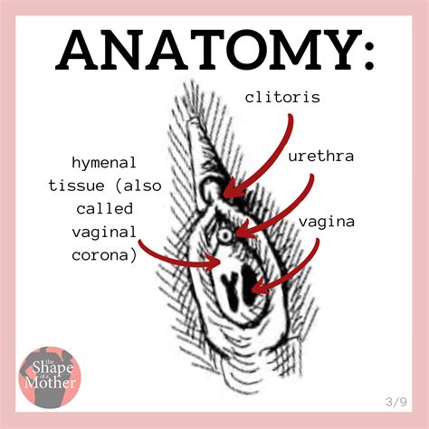 clit hood|Clitoris: Location, structure, diagram